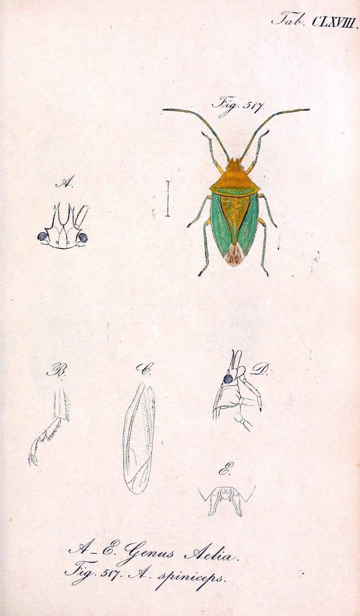 Die wanzenartigen Insecten :.NÃ¼rnberg :In der C.H. Zeh'schen Buchhandlung,1831-1853.  | Hemiptera | Vintage Print Reproduction 473684