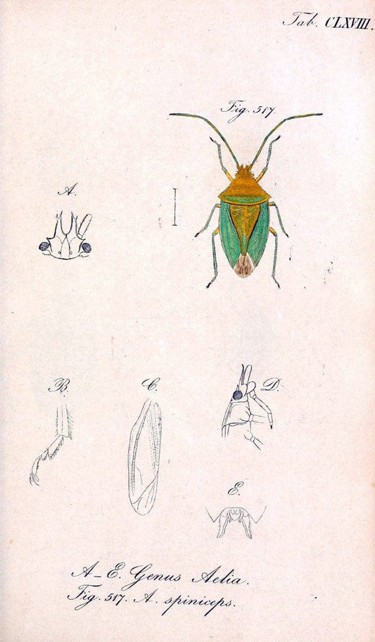 Die wanzenartigen Insecten :.NÃ¼rnberg :In der C.H. Zeh'schen Buchhandlung,1831-1853.  | Hemiptera | Vintage Print Reproduction 473684