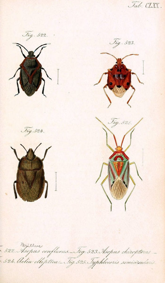 Die wanzenartigen Insecten :.NÃ¼rnberg :In der C.H. Zeh'schen Buchhandlung,1831-1853.  | Hemiptera | Vintage Print Reproduction 473685