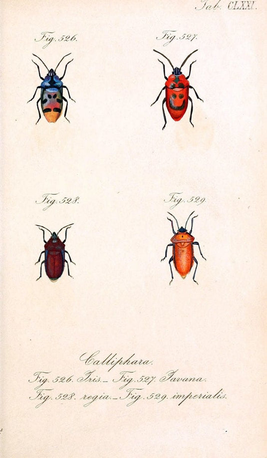 Die wanzenartigen Insecten :.NÃ¼rnberg :In der C.H. Zeh'schen Buchhandlung,1831-1853.  | Hemiptera | Vintage Print Reproduction 473686