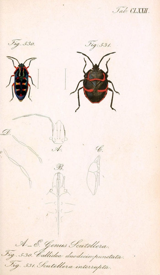 Die wanzenartigen Insecten :.NÃ¼rnberg :In der C.H. Zeh'schen Buchhandlung,1831-1853.  | Hemiptera | Vintage Print Reproduction 473687