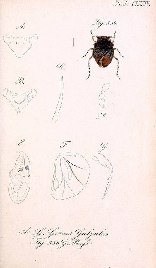 Die wanzenartigen Insecten :.NÃ¼rnberg :In der C.H. Zeh'schen Buchhandlung,1831-1853.  | Hemiptera | Vintage Print Reproduction 473688