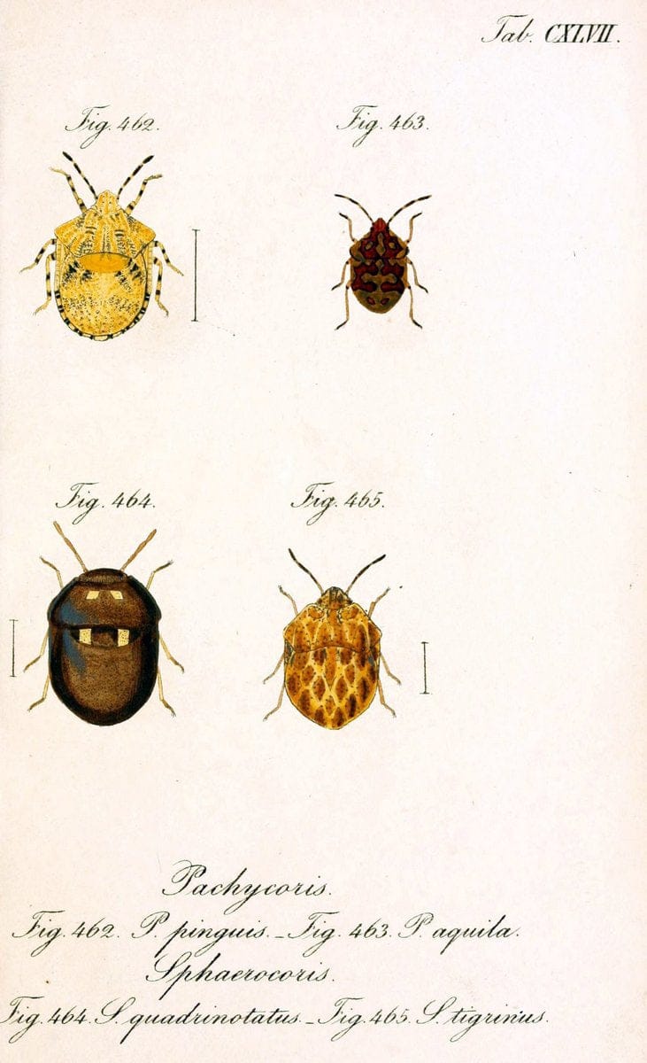 Die wanzenartigen Insecten :.NÃ¼rnberg :In der C.H. Zeh'schen Buchhandlung,1831-1853.  | Hemiptera | Vintage Print Reproduction 473692