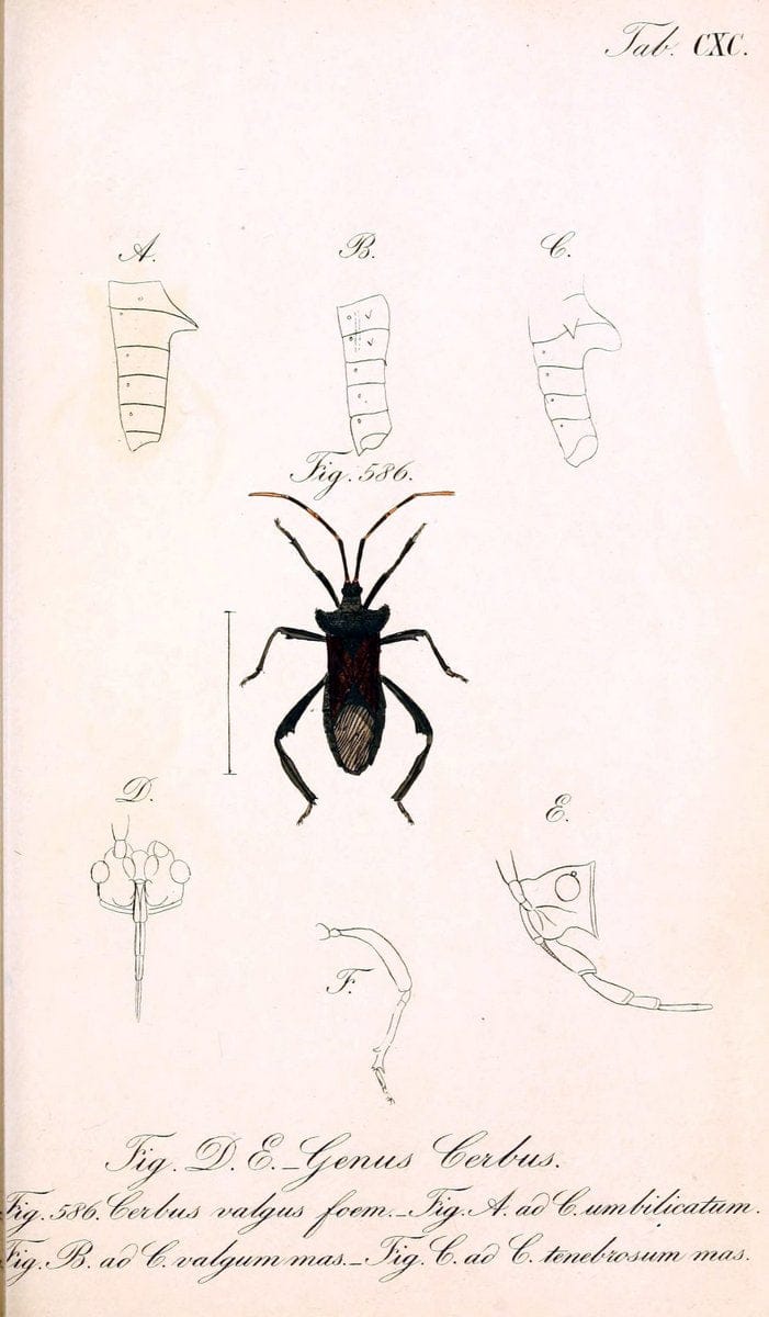 Die wanzenartigen Insecten :.NÃ¼rnberg :In der C.H. Zeh'schen Buchhandlung,1831-1853.  | Hemiptera | Vintage Print Reproduction 473693