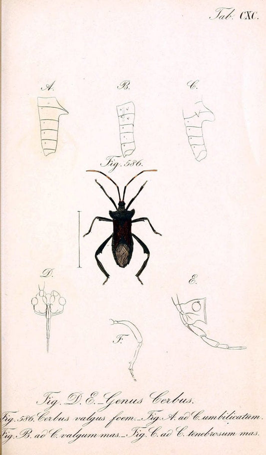 Die wanzenartigen Insecten :.NÃ¼rnberg :In der C.H. Zeh'schen Buchhandlung,1831-1853.  | Hemiptera | Vintage Print Reproduction 473693