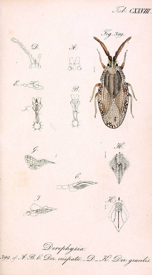 Die wanzenartigen Insecten. plates 1-4.NÃ¼rnberg :In der C.H. Zeh'schen Buchhandlung,1831-1853. |  | Vintage Print Reproduction 473694