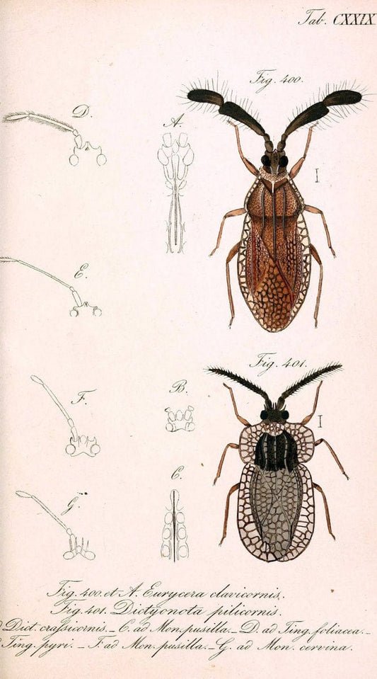Die wanzenartigen Insecten. plates 1-4.NÃ¼rnberg :In der C.H. Zeh'schen Buchhandlung,1831-1853. |  | Vintage Print Reproduction 473695