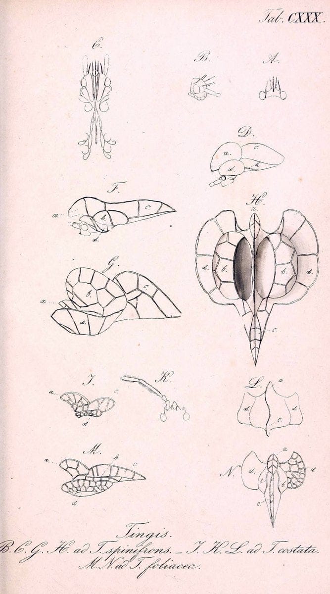 Die wanzenartigen Insecten. plates 1-4.NÃ¼rnberg :In der C.H. Zeh'schen Buchhandlung,1831-1853. |  | Vintage Print Reproduction 473696