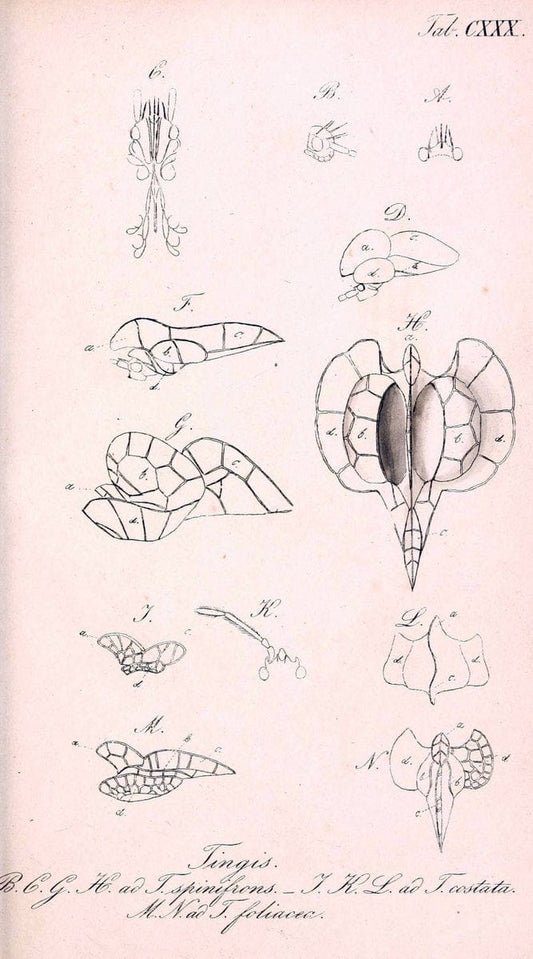 Die wanzenartigen Insecten. plates 1-4.NÃ¼rnberg :In der C.H. Zeh'schen Buchhandlung,1831-1853. |  | Vintage Print Reproduction 473696