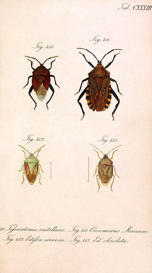 Die wanzenartigen Insecten. plates 1-4.NÃ¼rnberg :In der C.H. Zeh'schen Buchhandlung,1831-1853. |  | Vintage Print Reproduction 473699