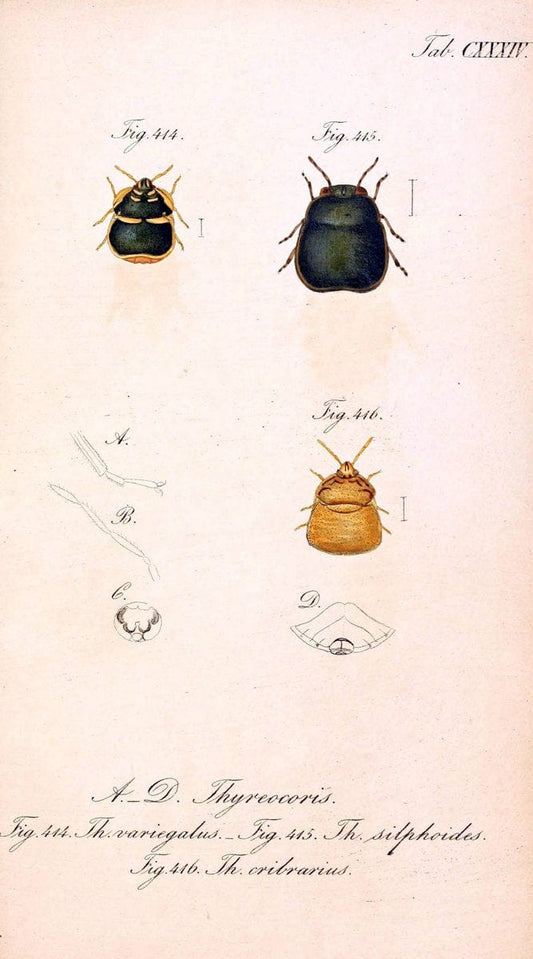 Die wanzenartigen Insecten. plates 1-4.NÃ¼rnberg :In der C.H. Zeh'schen Buchhandlung,1831-1853. |  | Vintage Print Reproduction 473700