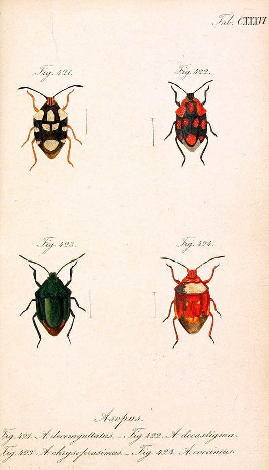 Die wanzenartigen Insecten. plates 1-4.NÃ¼rnberg :In der C.H. Zeh'schen Buchhandlung,1831-1853. |  | Vintage Print Reproduction 473702