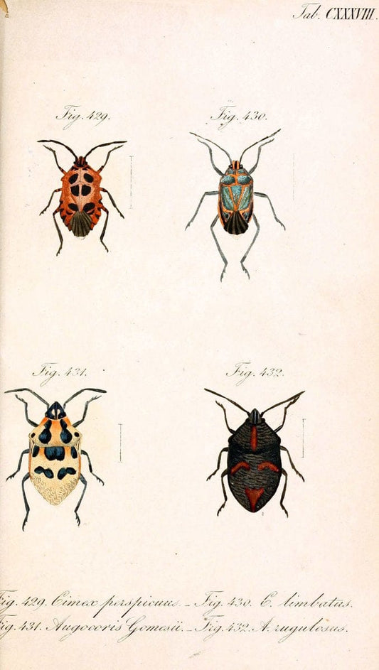 Die wanzenartigen Insecten. plates 1-4.NÃ¼rnberg :In der C.H. Zeh'schen Buchhandlung,1831-1853. |  | Vintage Print Reproduction 473704