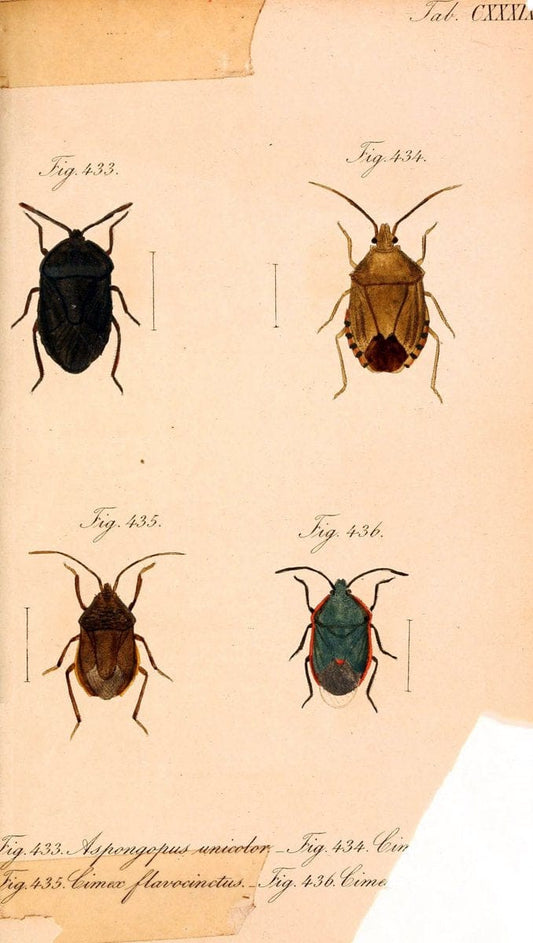 Die wanzenartigen Insecten. plates 1-4.NÃ¼rnberg :In der C.H. Zeh'schen Buchhandlung,1831-1853. |  | Vintage Print Reproduction 473705
