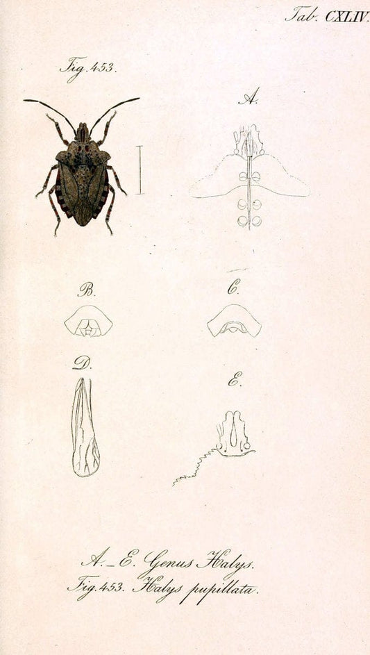 Die wanzenartigen Insecten. plates 1-4.NÃ¼rnberg :In der C.H. Zeh'schen Buchhandlung,1831-1853. |  | Vintage Print Reproduction 473710