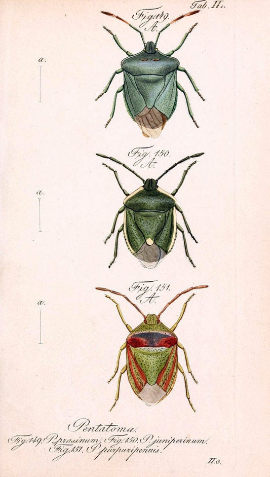 Die wanzenartigen Insecten. plates 1-4.NÃ¼rnberg :In der C.H. Zeh'schen Buchhandlung,1831-1853. | Hemiptera SIL | Vintage Print Reproduction 473711