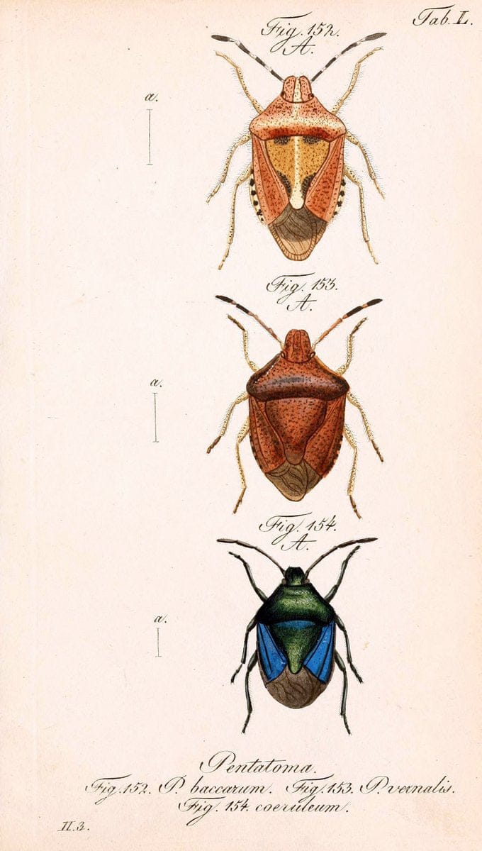 Die wanzenartigen Insecten. plates 1-4.NÃ¼rnberg :In der C.H. Zeh'schen Buchhandlung,1831-1853. | Hemiptera SIL | Vintage Print Reproduction 473712
