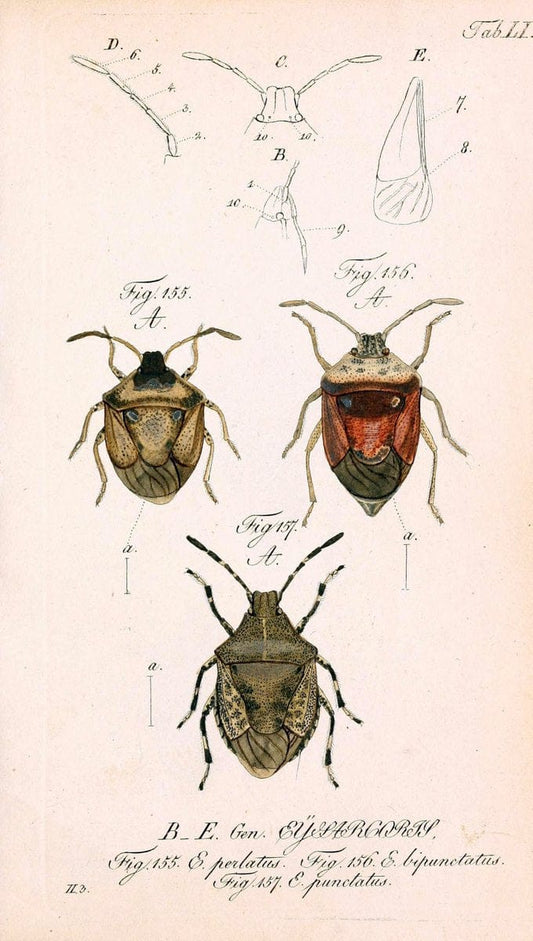 Die wanzenartigen Insecten. plates 1-4.NÃ¼rnberg :In der C.H. Zeh'schen Buchhandlung,1831-1853. | Hemiptera SIL | Vintage Print Reproduction 473713
