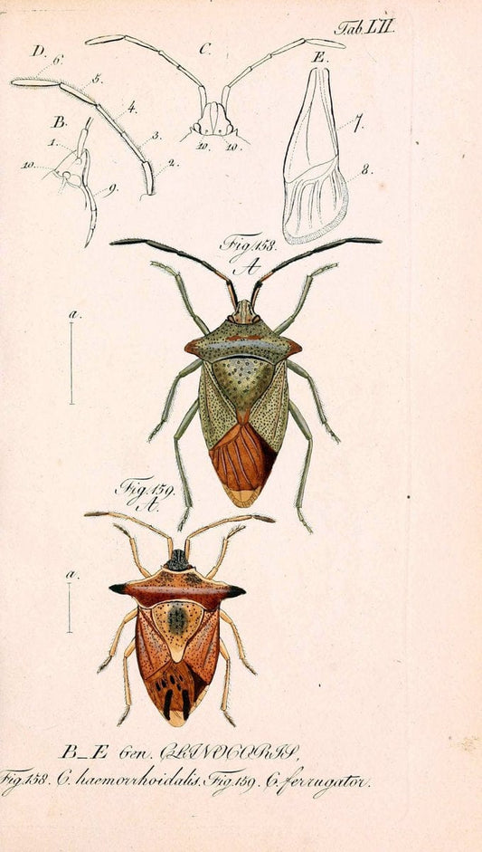 Die wanzenartigen Insecten. plates 1-4.NÃ¼rnberg :In der C.H. Zeh'schen Buchhandlung,1831-1853. | Hemiptera SIL | Vintage Print Reproduction 473714