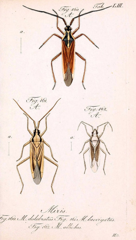 Die wanzenartigen Insecten. plates 1-4.NÃ¼rnberg :In der C.H. Zeh'schen Buchhandlung,1831-1853. | Hemiptera SIL | Vintage Print Reproduction 473715