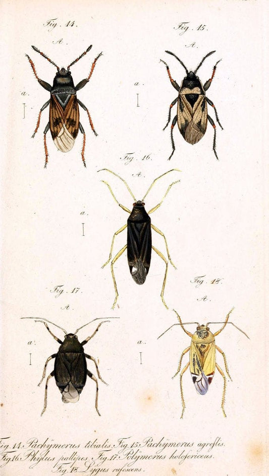Die wanzenartigen Insecten. plates 1-4.NÃ¼rnberg :In der C.H. Zeh'schen Buchhandlung,1831-1853. | Hemiptera SIL | Vintage Print Reproduction 473716
