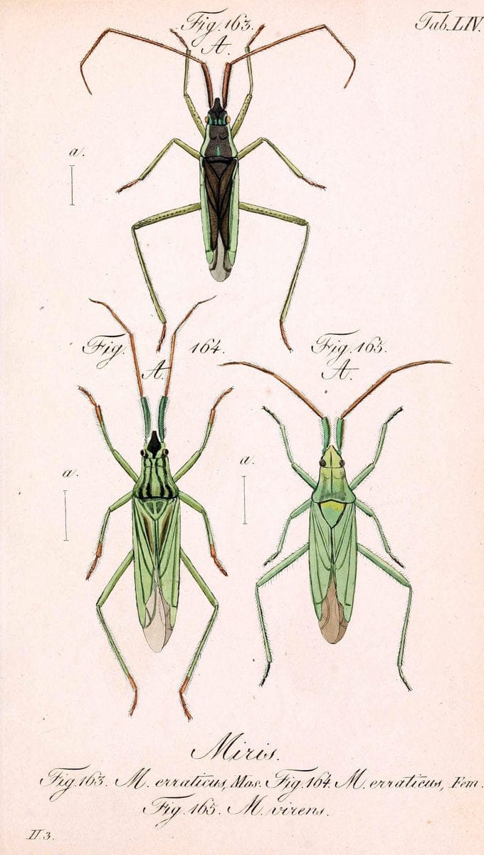Die wanzenartigen Insecten. plates 1-4.NÃ¼rnberg :In der C.H. Zeh'schen Buchhandlung,1831-1853. | Hemiptera SIL | Vintage Print Reproduction 473717