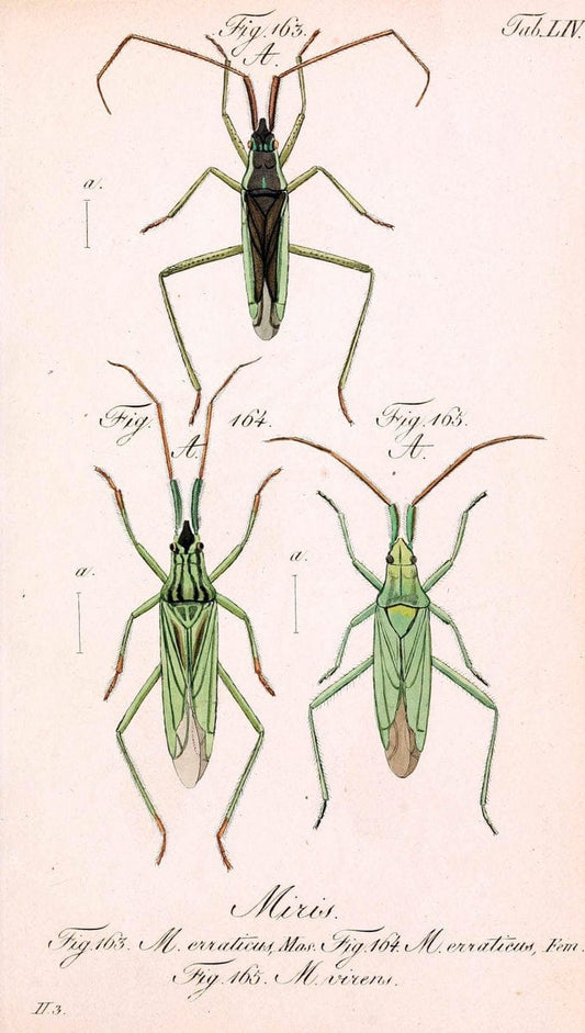Die wanzenartigen Insecten. plates 1-4.NÃ¼rnberg :In der C.H. Zeh'schen Buchhandlung,1831-1853. | Hemiptera SIL | Vintage Print Reproduction 473717