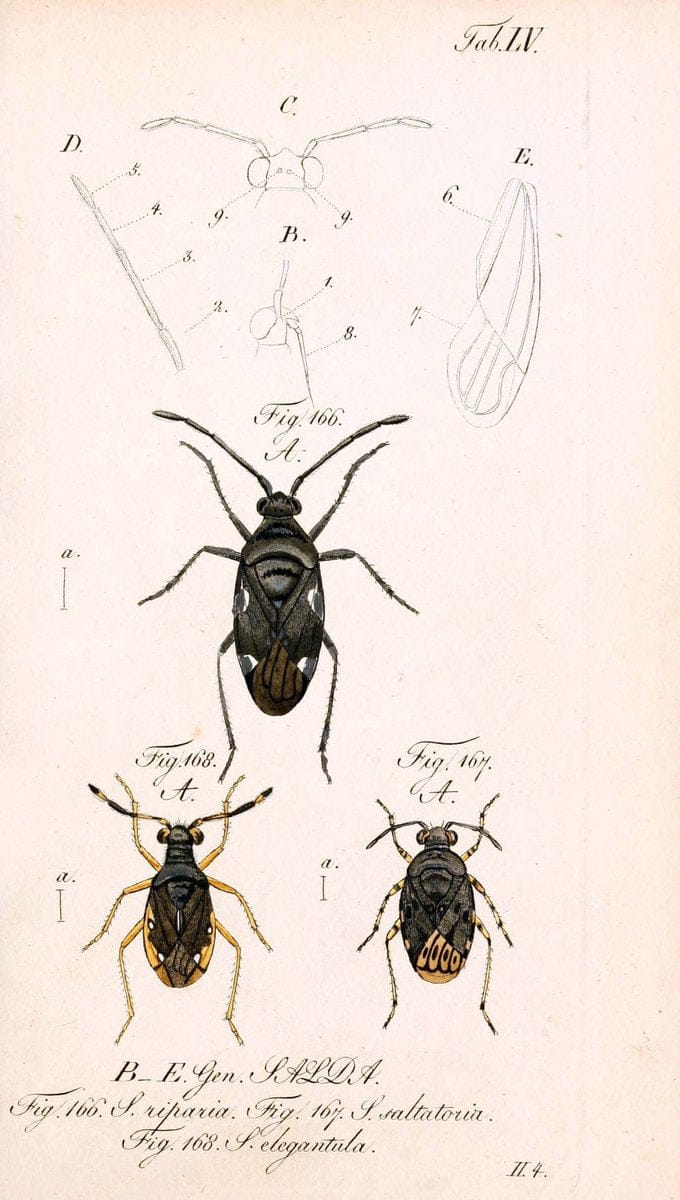 Die wanzenartigen Insecten. plates 1-4.NÃ¼rnberg :In der C.H. Zeh'schen Buchhandlung,1831-1853. | Hemiptera SIL | Vintage Print Reproduction 473718