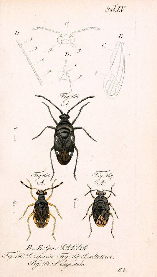 Die wanzenartigen Insecten. plates 1-4.NÃ¼rnberg :In der C.H. Zeh'schen Buchhandlung,1831-1853. | Hemiptera SIL | Vintage Print Reproduction 473718