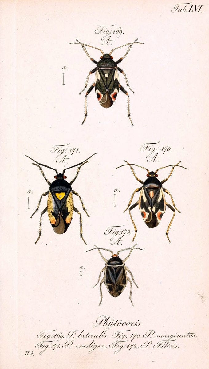 Die wanzenartigen Insecten. plates 1-4.NÃ¼rnberg :In der C.H. Zeh'schen Buchhandlung,1831-1853. | Hemiptera SIL | Vintage Print Reproduction 473719