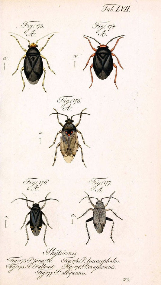 Die wanzenartigen Insecten. plates 1-4.NÃ¼rnberg :In der C.H. Zeh'schen Buchhandlung,1831-1853. | Hemiptera SIL | Vintage Print Reproduction 473720