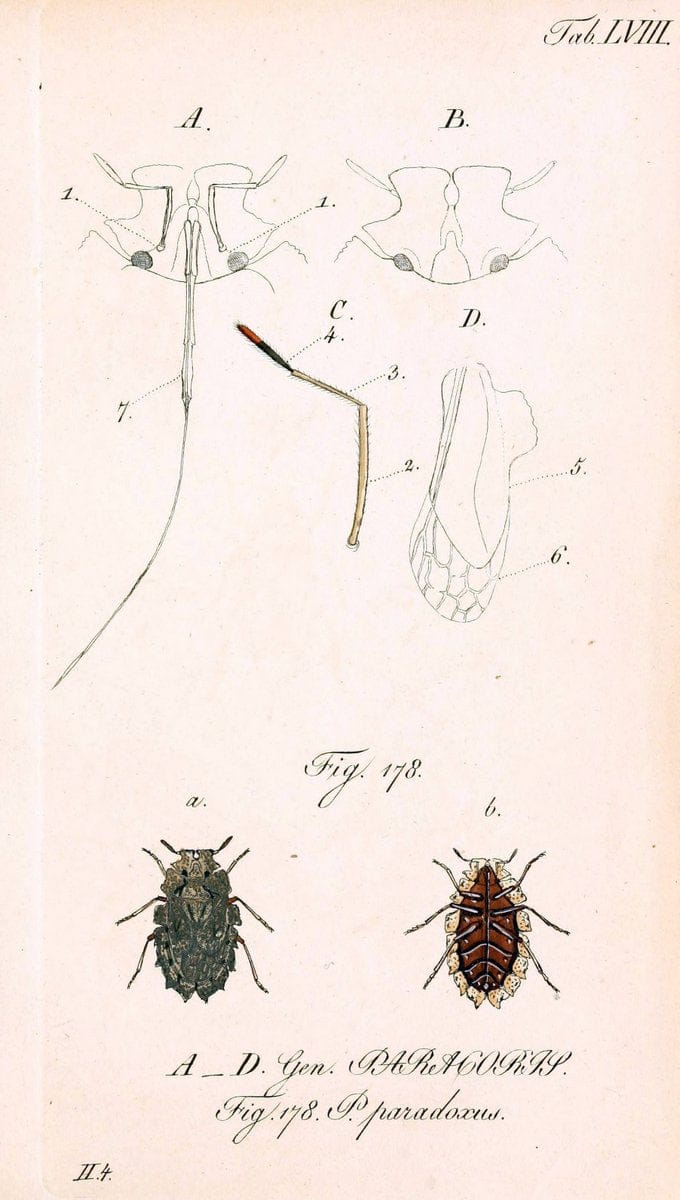 Die wanzenartigen Insecten. plates 1-4.NÃ¼rnberg :In der C.H. Zeh'schen Buchhandlung,1831-1853. | Hemiptera SIL | Vintage Print Reproduction 473721