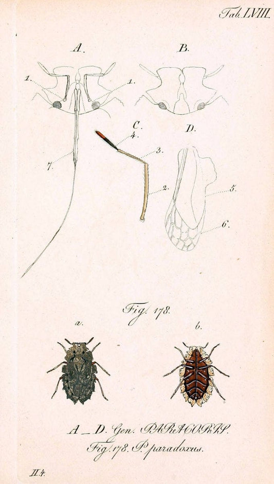Die wanzenartigen Insecten. plates 1-4.NÃ¼rnberg :In der C.H. Zeh'schen Buchhandlung,1831-1853. | Hemiptera SIL | Vintage Print Reproduction 473721