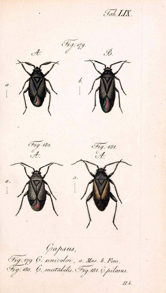Die wanzenartigen Insecten. plates 1-4.NÃ¼rnberg :In der C.H. Zeh'schen Buchhandlung,1831-1853. | Hemiptera SIL | Vintage Print Reproduction 473722