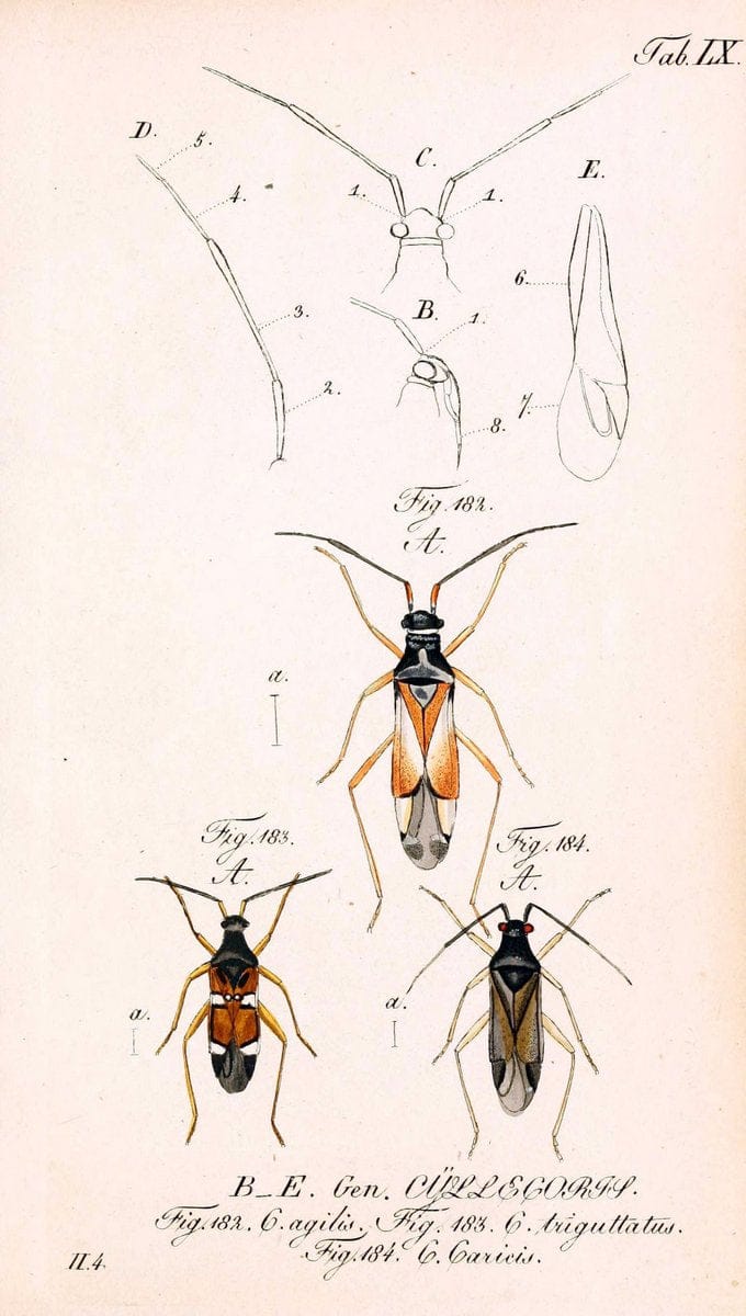 Die wanzenartigen Insecten. plates 1-4.NÃ¼rnberg :In der C.H. Zeh'schen Buchhandlung,1831-1853. | Hemiptera SIL | Vintage Print Reproduction 473723