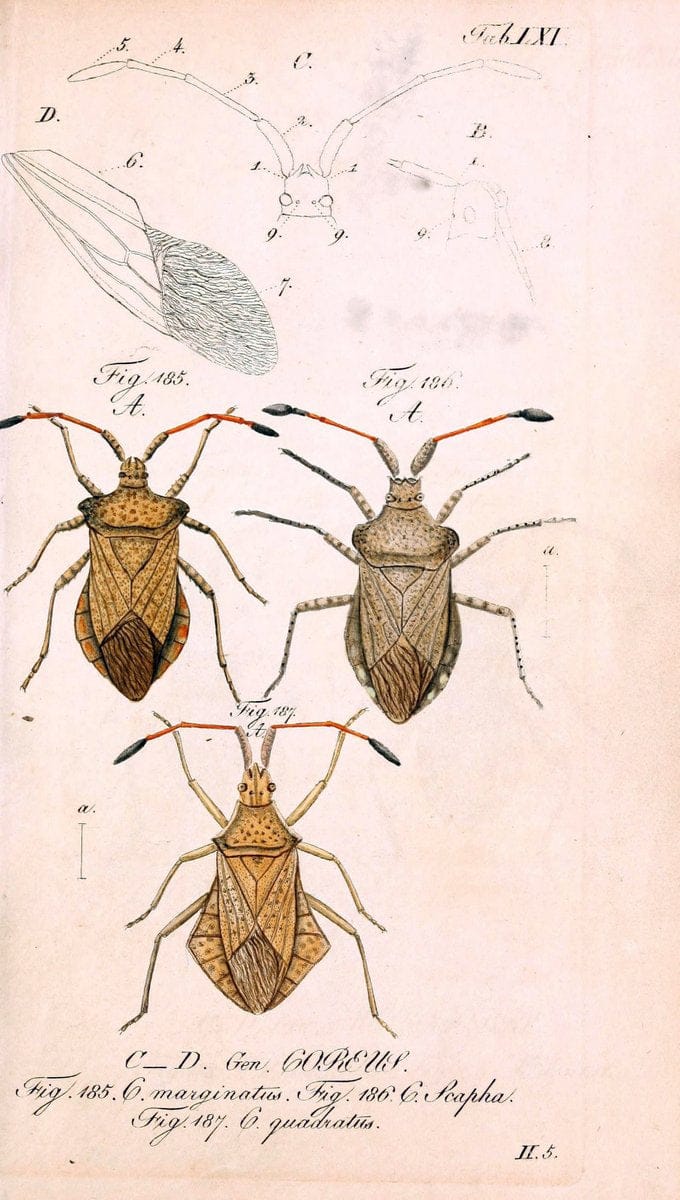 Die wanzenartigen Insecten. plates 1-4.NÃ¼rnberg :In der C.H. Zeh'schen Buchhandlung,1831-1853. | Hemiptera SIL | Vintage Print Reproduction 473724
