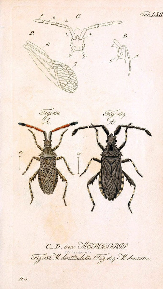 Die wanzenartigen Insecten. plates 1-4.NÃ¼rnberg :In der C.H. Zeh'schen Buchhandlung,1831-1853. | Hemiptera SIL | Vintage Print Reproduction 473725