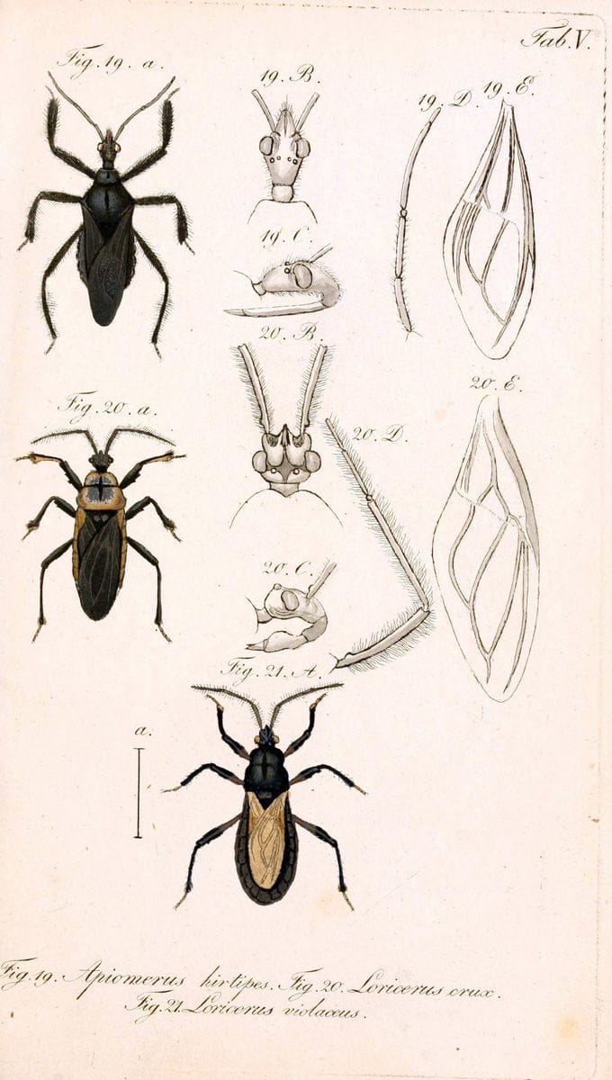 Die wanzenartigen Insecten. plates 1-4.NÃ¼rnberg :In der C.H. Zeh'schen Buchhandlung,1831-1853. | Hemiptera SIL | Vintage Print Reproduction 473727
