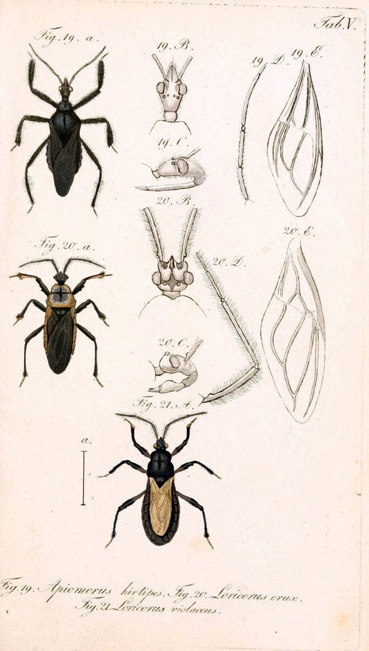 Die wanzenartigen Insecten. plates 1-4.NÃ¼rnberg :In der C.H. Zeh'schen Buchhandlung,1831-1853. | Hemiptera SIL | Vintage Print Reproduction 473727