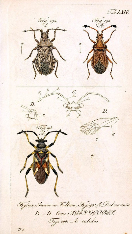 Die wanzenartigen Insecten. plates 1-4.NÃ¼rnberg :In der C.H. Zeh'schen Buchhandlung,1831-1853. | Hemiptera SIL | Vintage Print Reproduction 473728