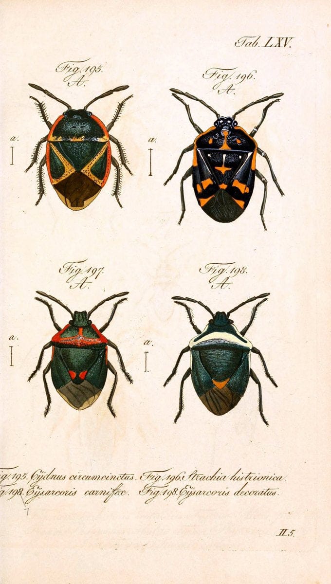 Die wanzenartigen Insecten. plates 1-4.NÃ¼rnberg :In der C.H. Zeh'schen Buchhandlung,1831-1853. | Hemiptera SIL | Vintage Print Reproduction 473729