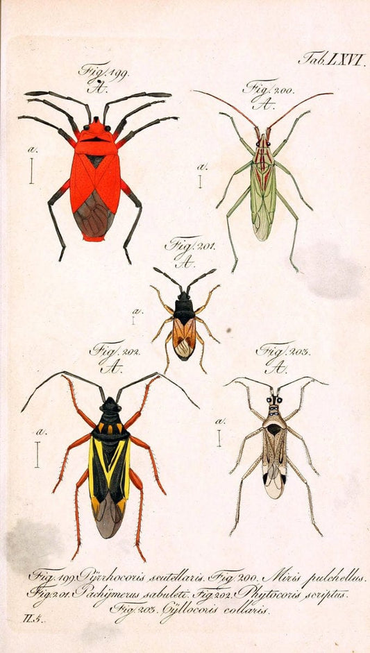 Die wanzenartigen Insecten. plates 1-4.NÃ¼rnberg :In der C.H. Zeh'schen Buchhandlung,1831-1853. | Hemiptera SIL | Vintage Print Reproduction 473730