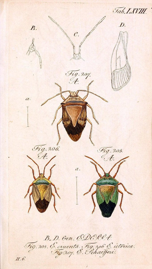 Die wanzenartigen Insecten. plates 1-4.NÃ¼rnberg :In der C.H. Zeh'schen Buchhandlung,1831-1853. | Hemiptera SIL | Vintage Print Reproduction 473732