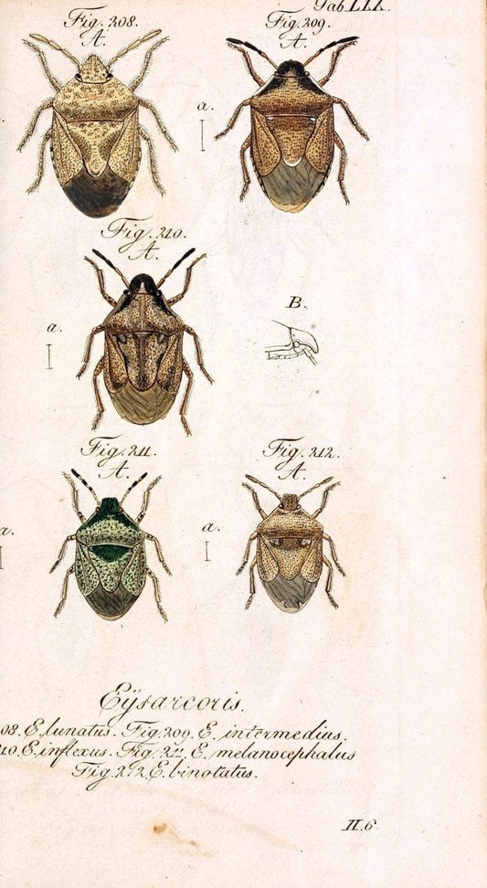 Die wanzenartigen Insecten. plates 1-4.NÃ¼rnberg :In der C.H. Zeh'schen Buchhandlung,1831-1853. | Hemiptera SIL | Vintage Print Reproduction 473734