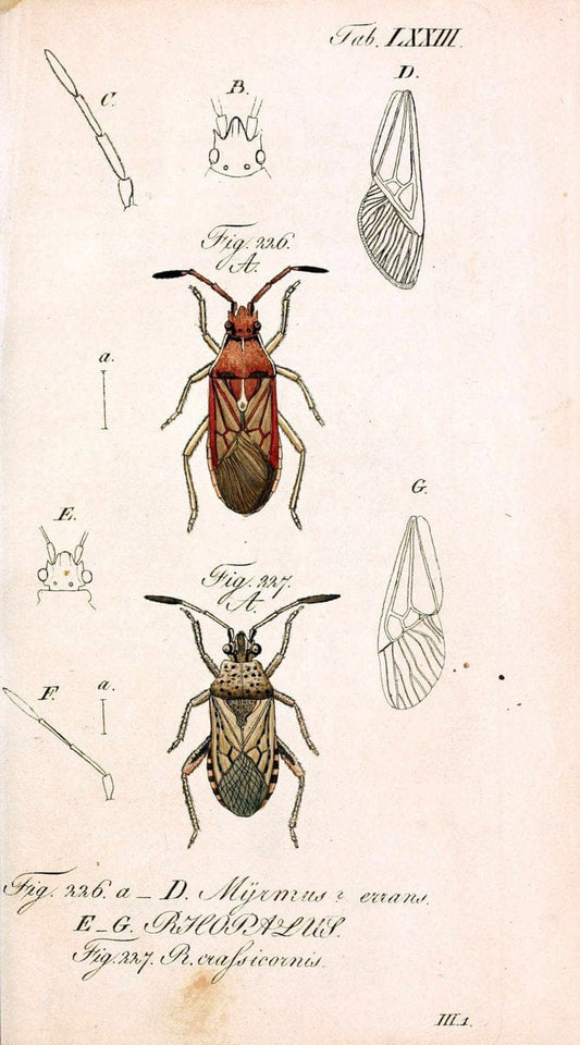 Die wanzenartigen Insecten. plates 1-4.NÃ¼rnberg :In der C.H. Zeh'schen Buchhandlung,1831-1853. | Hemiptera SIL | Vintage Print Reproduction 473737