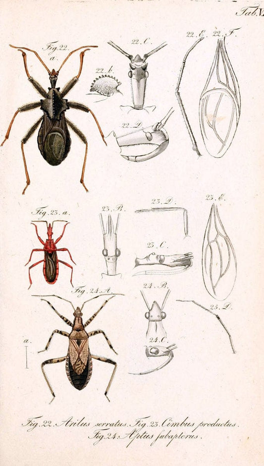 Die wanzenartigen Insecten. plates 1-4.NÃ¼rnberg :In der C.H. Zeh'schen Buchhandlung,1831-1853. | Hemiptera SIL | Vintage Print Reproduction 473738