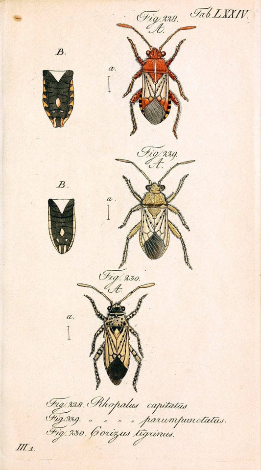 Die wanzenartigen Insecten. plates 1-4.NÃ¼rnberg :In der C.H. Zeh'schen Buchhandlung,1831-1853. | Hemiptera SIL | Vintage Print Reproduction 473739