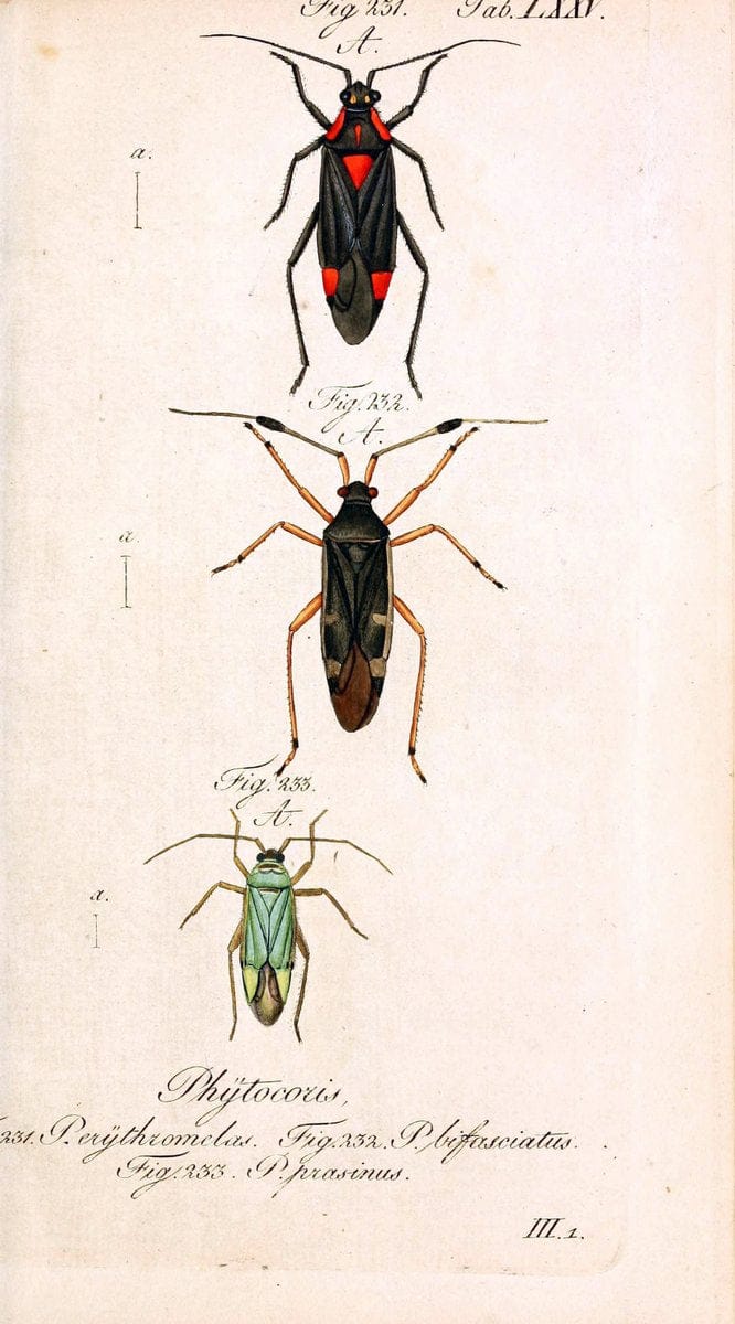 Die wanzenartigen Insecten. plates 1-4.NÃ¼rnberg :In der C.H. Zeh'schen Buchhandlung,1831-1853. | Hemiptera SIL | Vintage Print Reproduction 473740