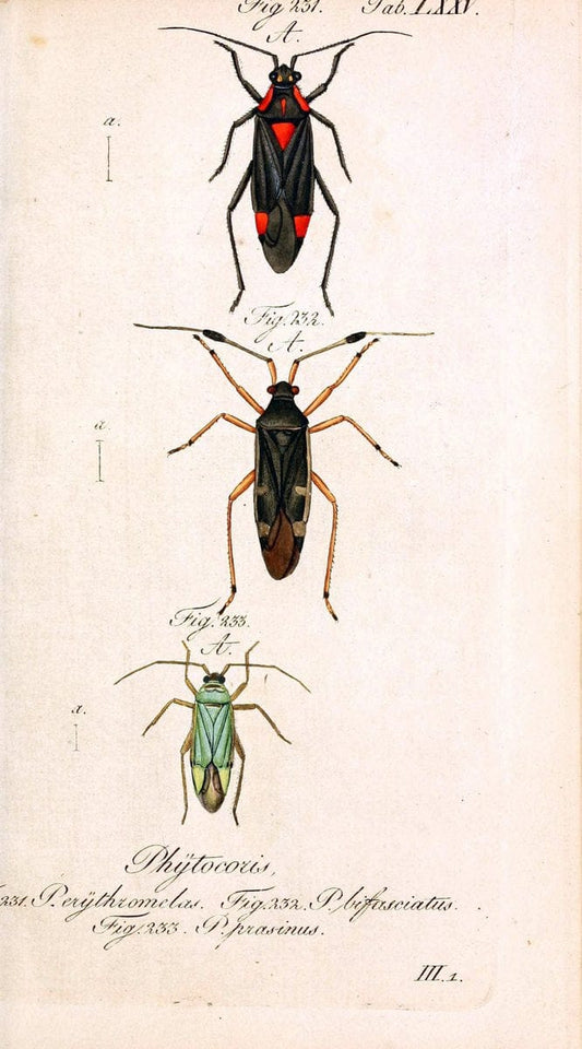 Die wanzenartigen Insecten. plates 1-4.NÃ¼rnberg :In der C.H. Zeh'schen Buchhandlung,1831-1853. | Hemiptera SIL | Vintage Print Reproduction 473740