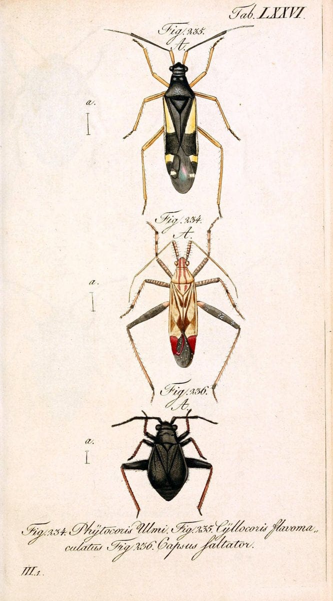 Die wanzenartigen Insecten. plates 1-4.NÃ¼rnberg :In der C.H. Zeh'schen Buchhandlung,1831-1853. | Hemiptera SIL | Vintage Print Reproduction 473741
